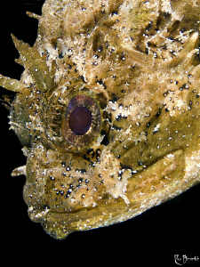 "In da face" . Head of a young scorpionfish in a tight fr... by Rico Besserdich 